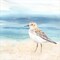 By the Seashore XIV by Cynthia Coulter 12" x 12" Canvas Wall Art